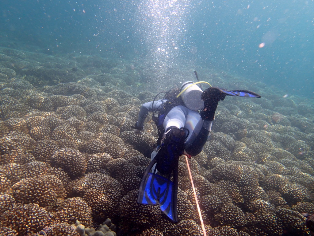 A diver checks a coral reef.