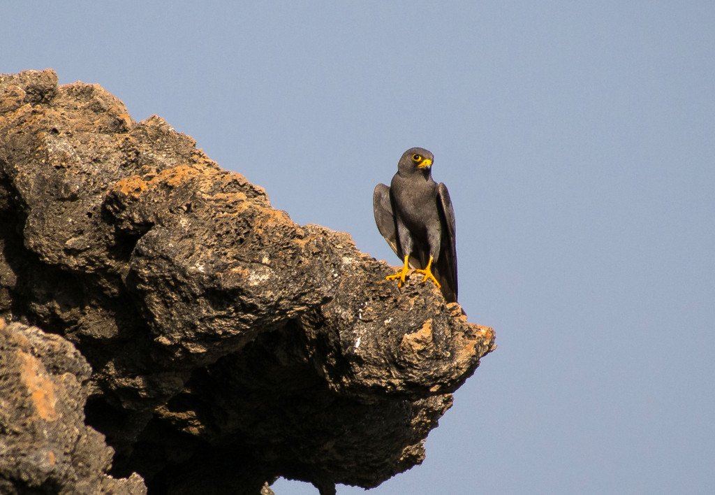 A sooty falcon perches on a rock