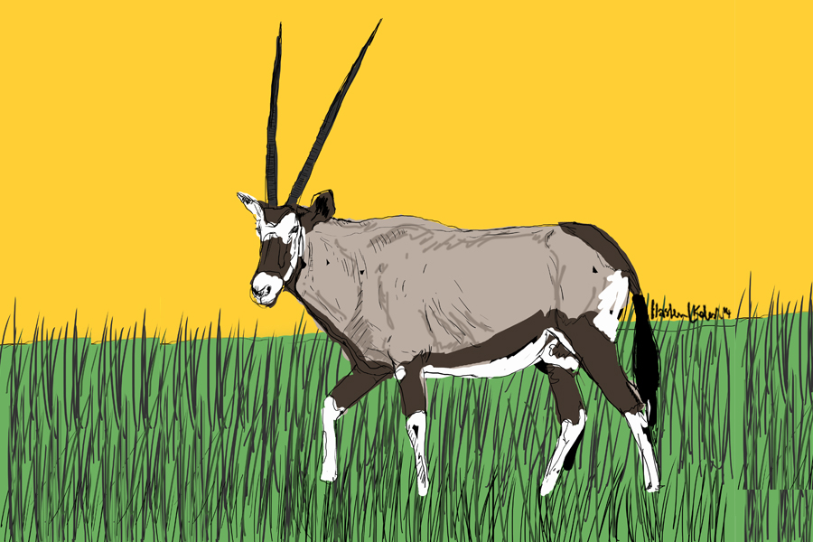 Arabian Oryx illustration