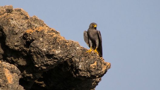 Looking Through Falcons’ Eyes