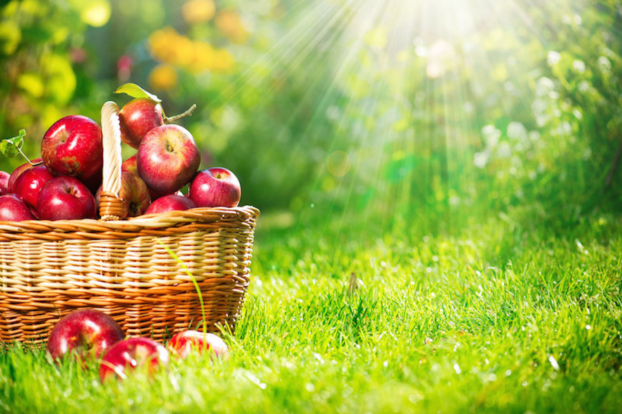 Green Apples Health Benefits. N.d. Top HD Gallery. Web.